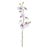Orquídea Oncidium H58